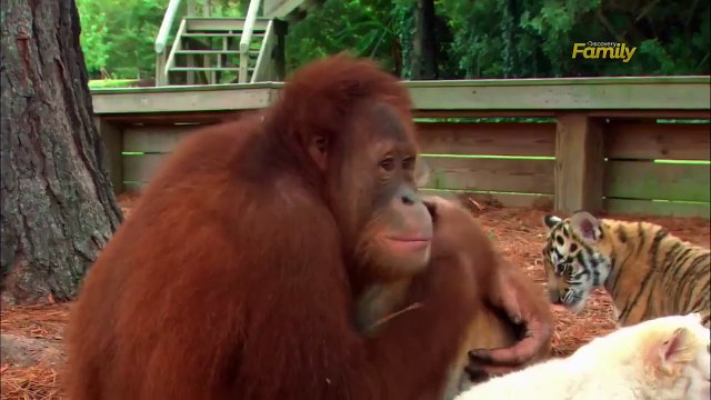 Un orang-outan s'occupe de bébés tigres