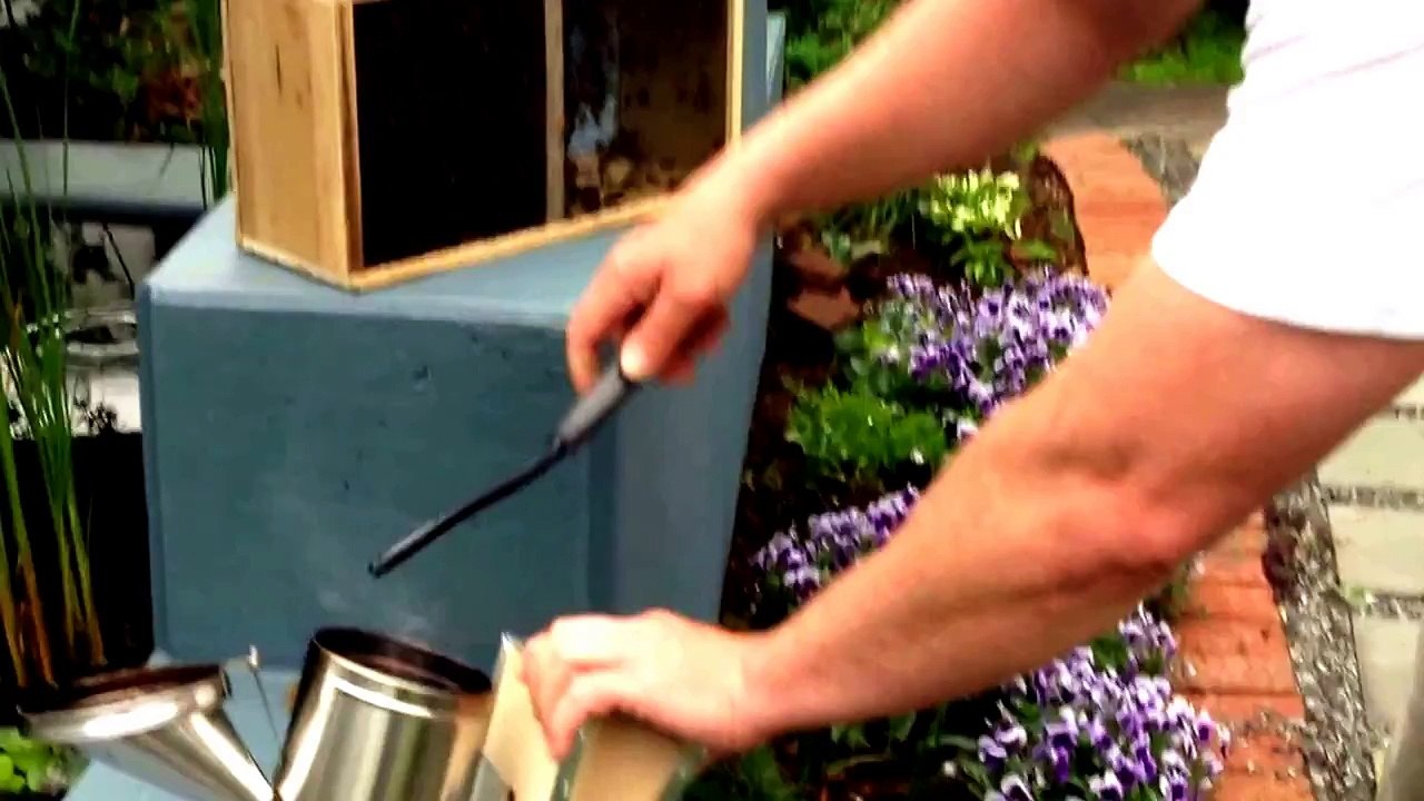 Beekeeping - Install Your 1st Packaged Bees And Use Smoker To Calm Bees