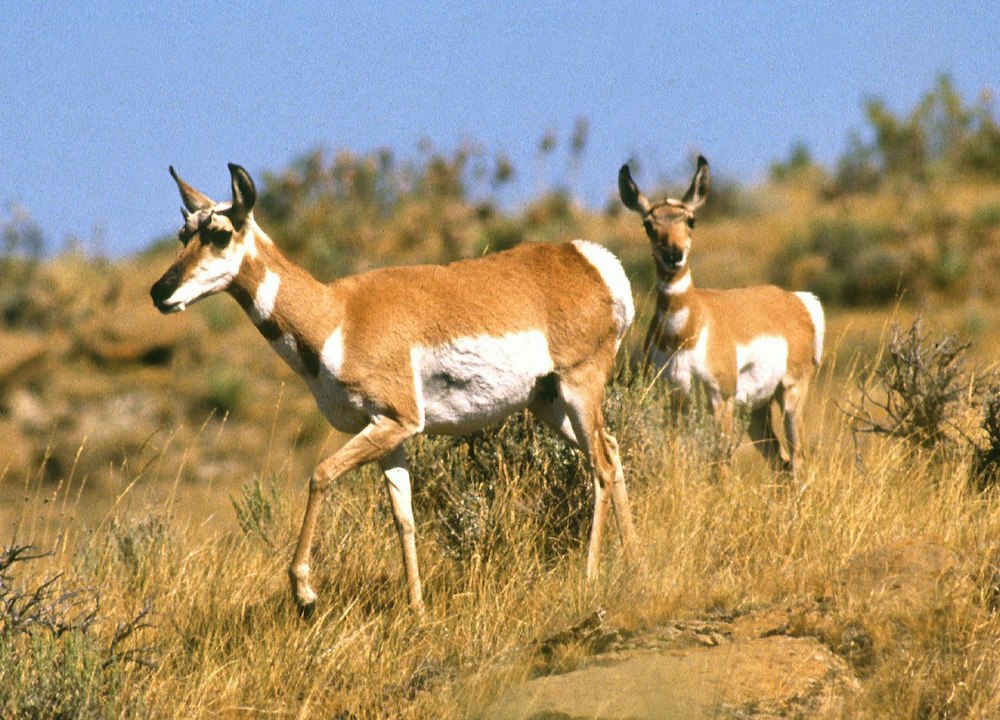 Antilop Kavgası