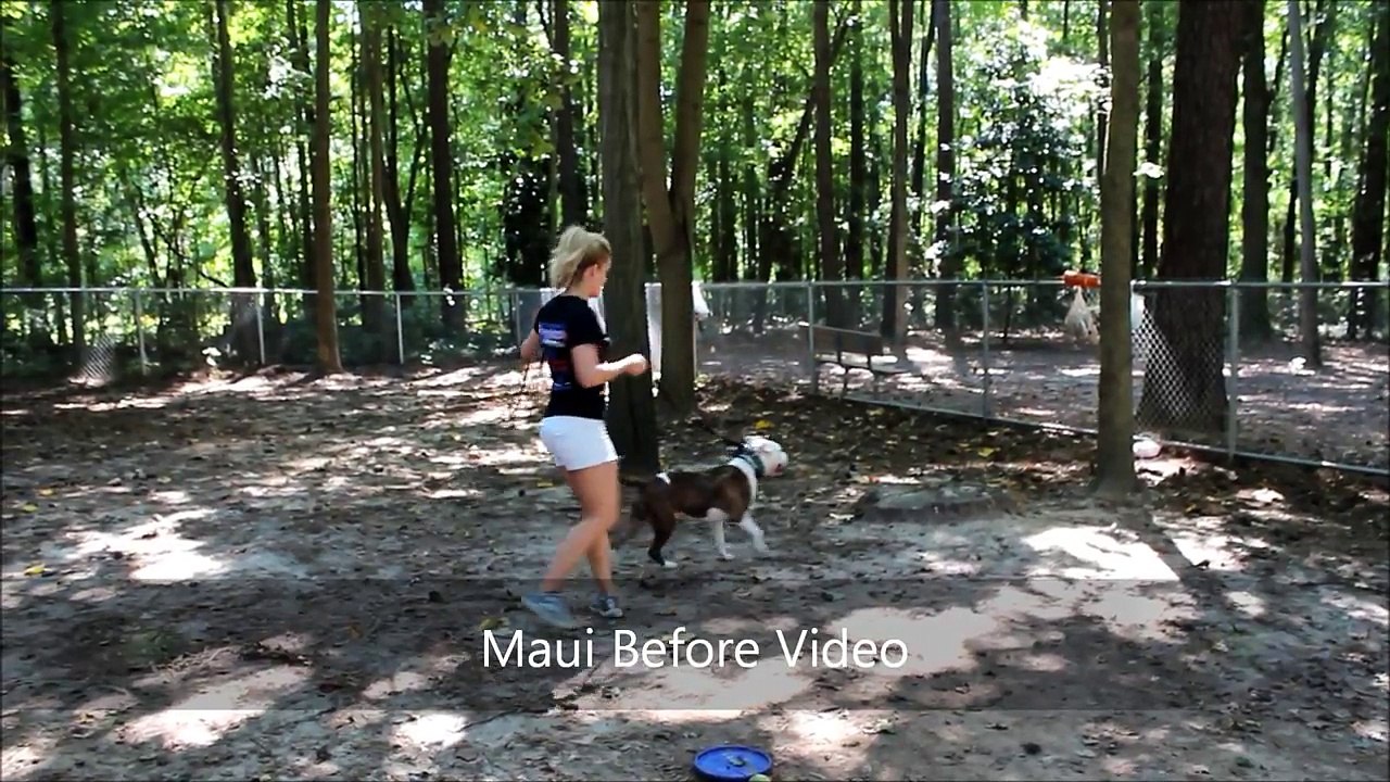 3yo PitBull "Maui" Before and After Video - Dog Training Raleigh Durham