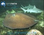 Rare Australian Freshwater Sharks & Rays