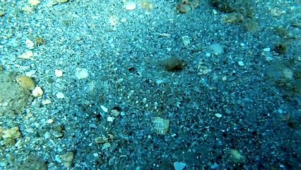 Un poisson se cache dans cette vidéo