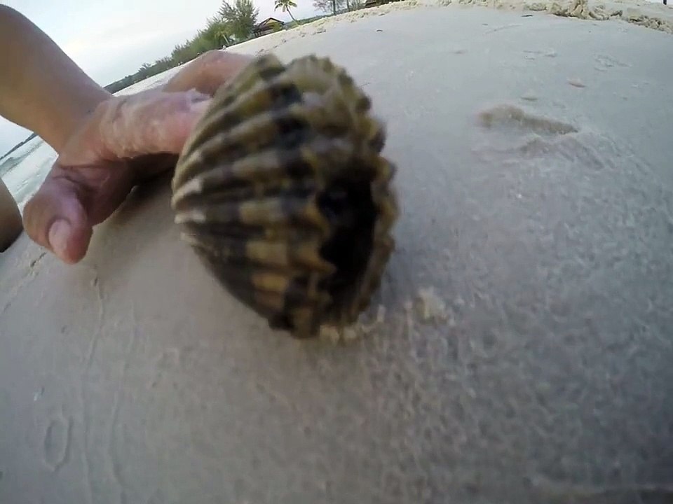 Un coquillage cache une étonnante surprise