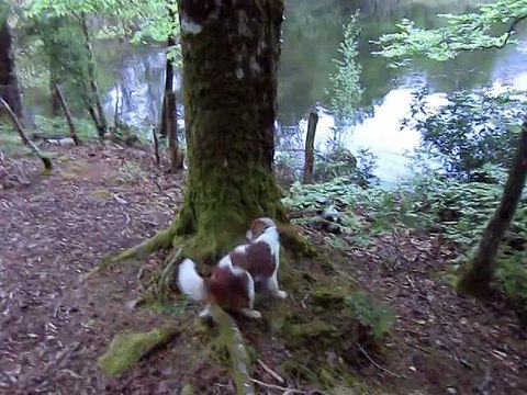 Les poilus auprès de cygnes