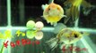 Japanese Pet Shop - Kojima Pet Store [click HD!] ペットショップ