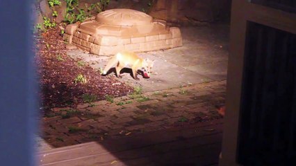 Des renards jouent avec une balle