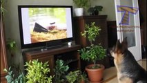 Funny reactions of animals, watching TV Funny and cute animal compilation