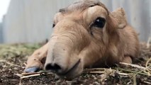 IFAW Russia - Saiga antelopes are rare creatures