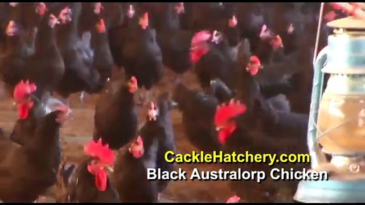 Black Australorp Chicken Breed (Breeder Flock)
