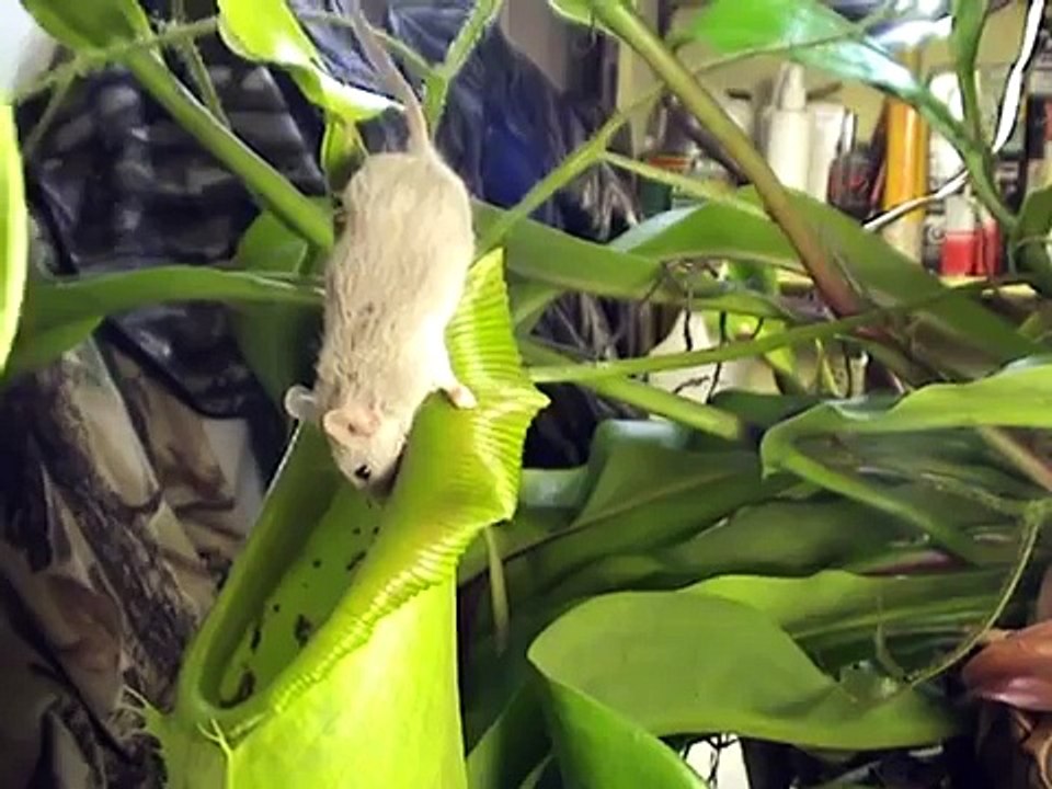 CARNIVOROUS PLANTS CAN EAT MICE!