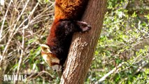 World's CUTEST ANIMALS ever?! RED PANDAS climbing, eating, playing, standing and sleeping.