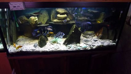 Frontosa - Tanganyika  Aquarium set up.