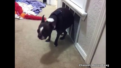 Boston Terrier Compilation 2