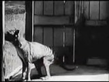 Tasmanian Tiger (ULTRA RARE OLD FOOTAGE - no animal sound)