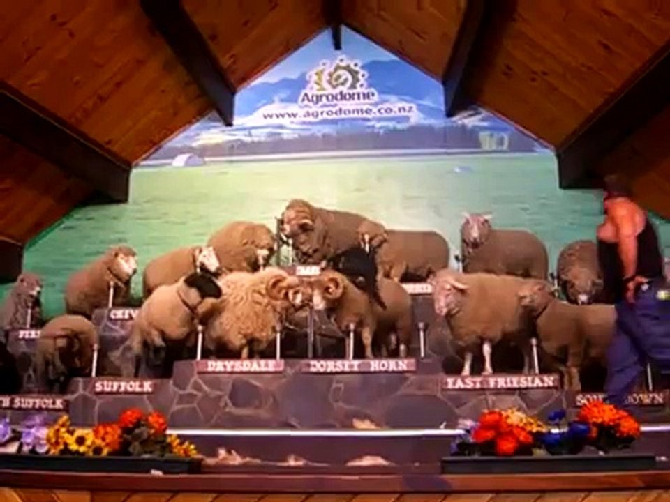 sheep dog herding show