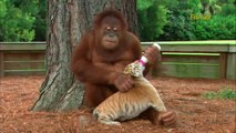 An orangutan adopts tiger cubs