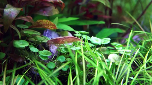 Aquascaping Lab - Aquarium cleaning and maintenance,filter composition,siphon,ceramic rings