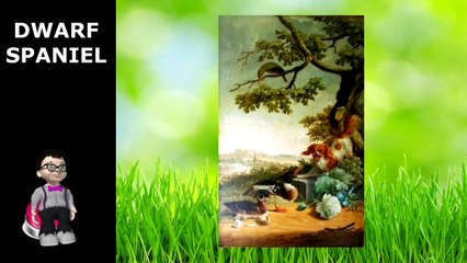 INFORMUCATE DOG BREEDS: PAPILLON