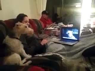 two dogs talking on Skype