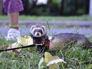 "Ar cerību par mājām" - 04.10.2011.Dzīvnieku aizsardzības diena