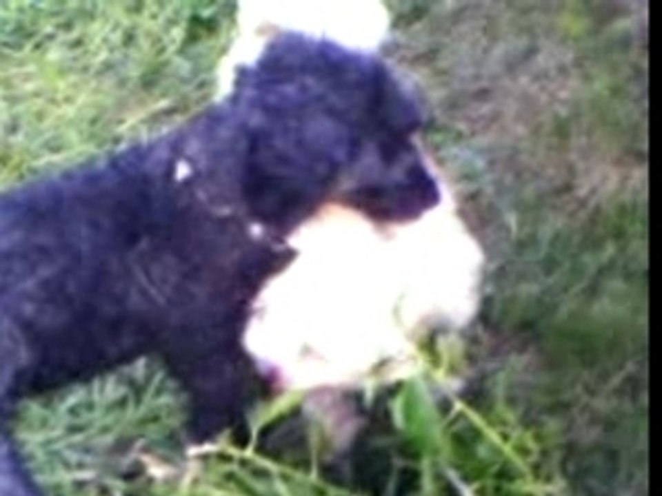 baston de chiens
