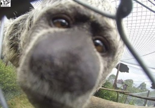 Curious Baby Monkey Loves the Camera