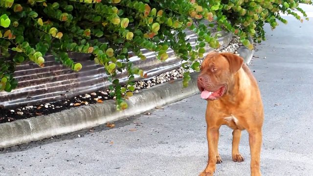 Hope For Paws in Florida - Daisy, Dogue de Bordeaux rescue (French Mastiff) - Please share