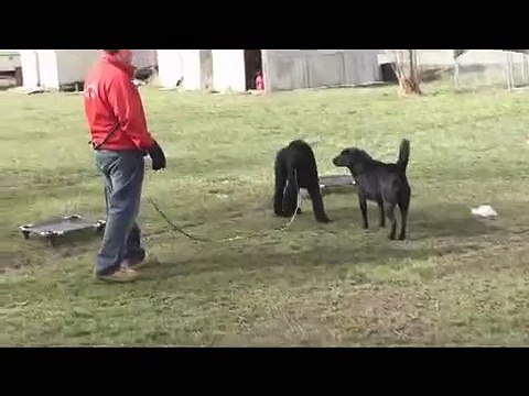 Socializing a Fearful Dog