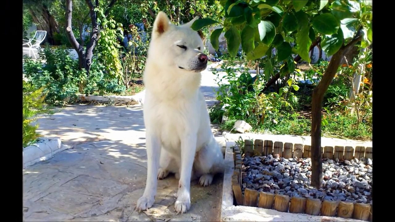 Akita Inu-The legend