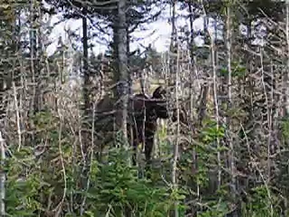 MVI_2834
