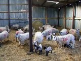 Lambs in the shed