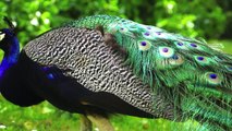 Peacock - one of the most beautiful birds