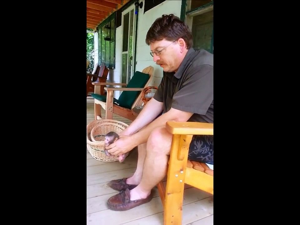 Baby Macaque monkey throws a FIT! video Dailymotion