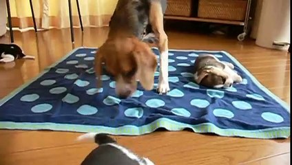 beagle pups : day 23 see parsley play　ビーグルの子犬たち生後23日目