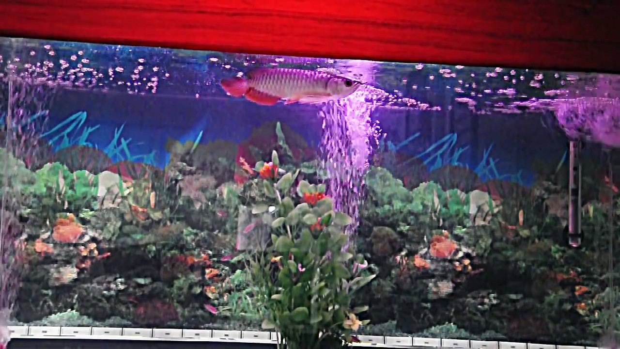 High Back Gold Arowana