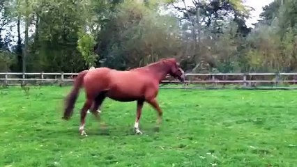 Hind lameness ? Hocks or Stifles