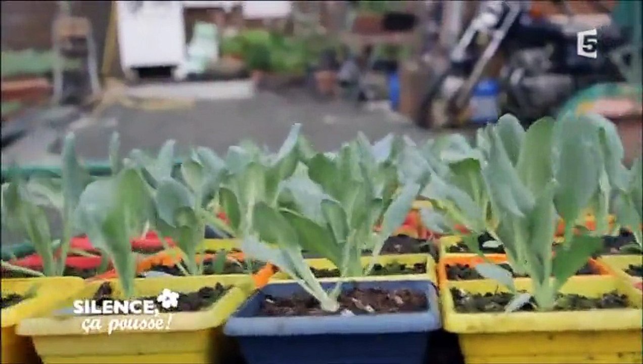 Mertensia maritima, plante au goût iodé - 29.04.2015 - Silence, ça pousse ! à Biganos en Gironde