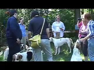 Gone to the Dogs - Judging the English Foxhound