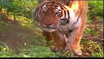 Amur Tiger rescued from poachers snare and Released back into Wild