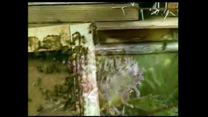 scientific miracle of Quran on GENDER OF HONEY BEE