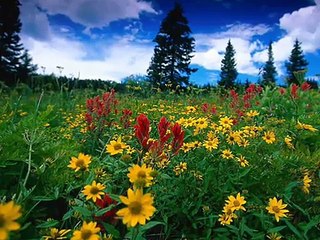 PEKCAN TERECİ YAKMA BENİ GEL SEVDİĞİM