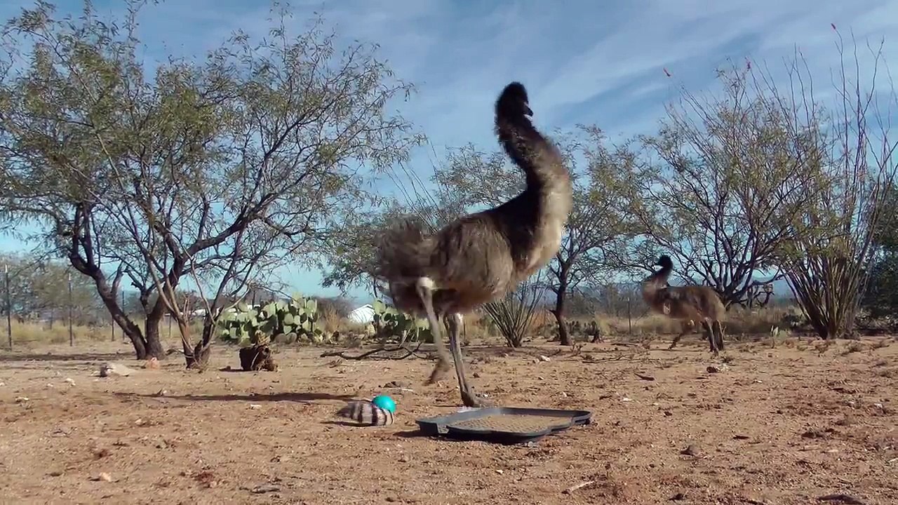 Emu Tango (Emu vs. Weasel Ball)