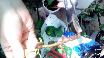 Propagating/Clone a pear tree