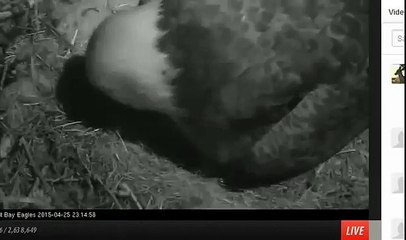 Humboldt Bay Eagle nest