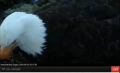 Humboldt Bay Eagle Nest