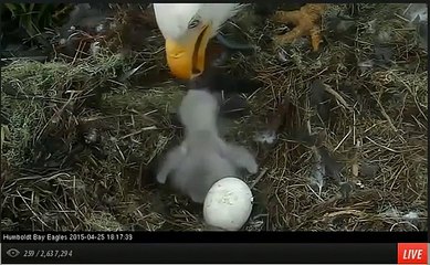 Humboldt Bay Eagle Nest