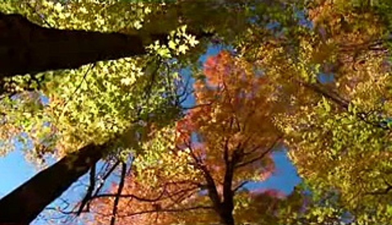 THE FALLING LEAVES - A BEAUTIFUL LOVE SONG