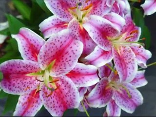 All For Animals #31: ASPCA Holiday Pet Safety Tips