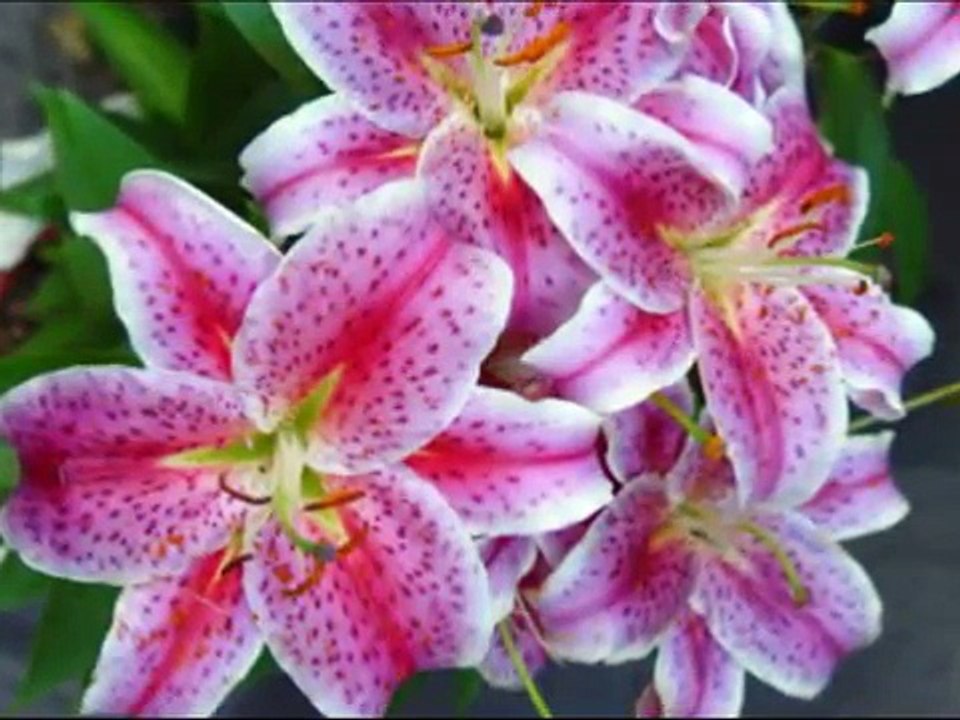 All For Animals #31: ASPCA Holiday Pet Safety Tips