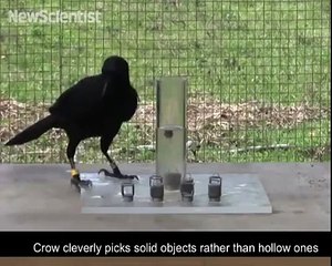 Physics-minded crow brings Aesop's fable to life
